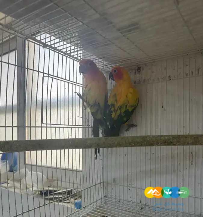 ازوج صن كنيور محلله