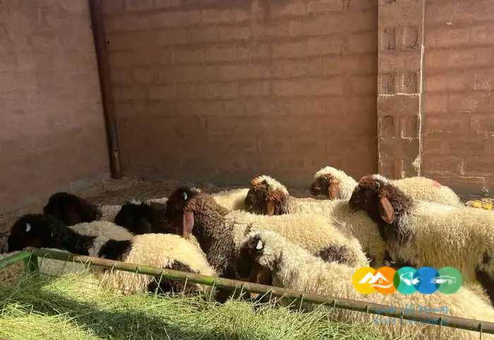بهم نعيم طيب // تم البيع