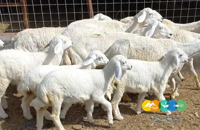 غنم حريات درجه اولي مقاني 8 تحتها 8