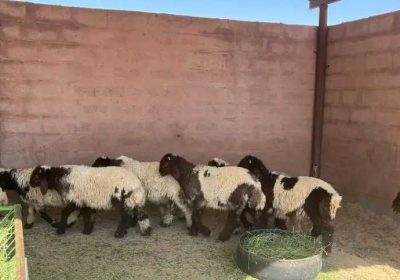 d5526373-8953-47b1-9163-82979ad90808