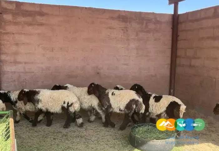 بهم نعيم طيب // تم البيع