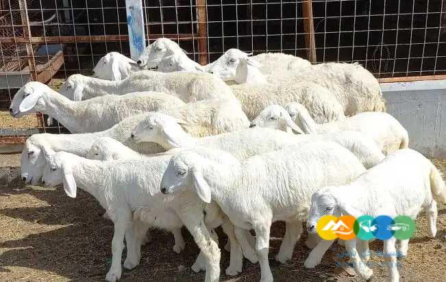 غنم حريات درجه اولي مقاني 8 تحتها 8
