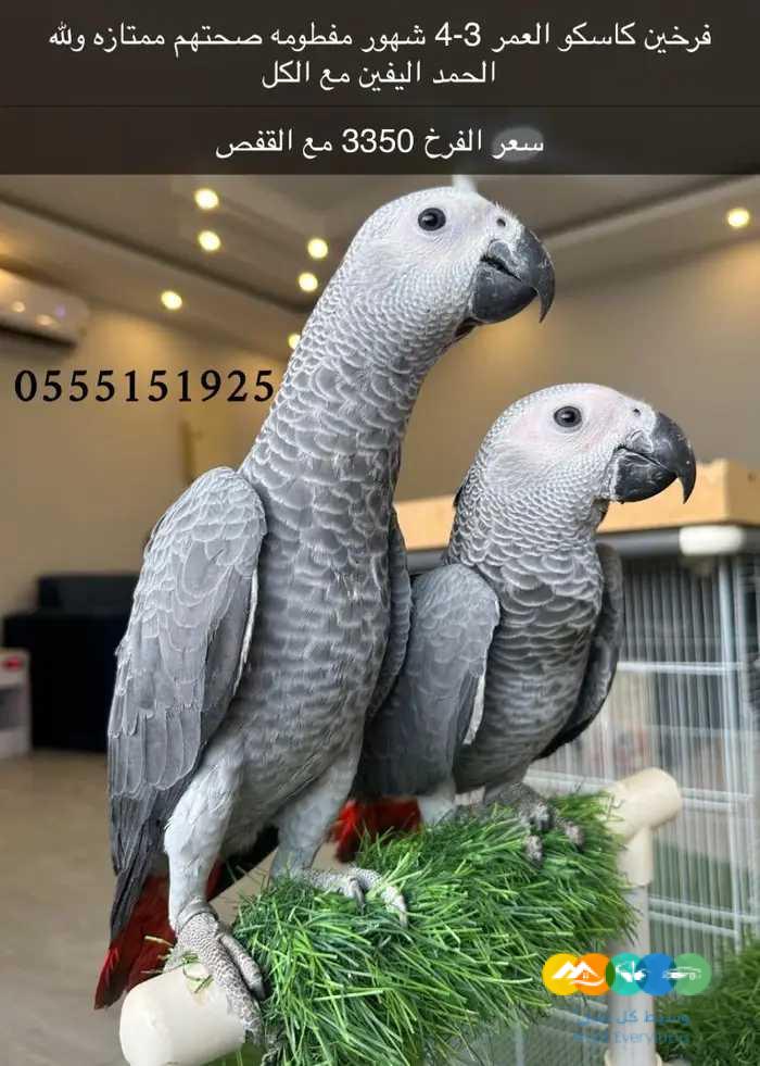 فروخ كاسكو غر ومفطومة يوجد اقساط تمارا