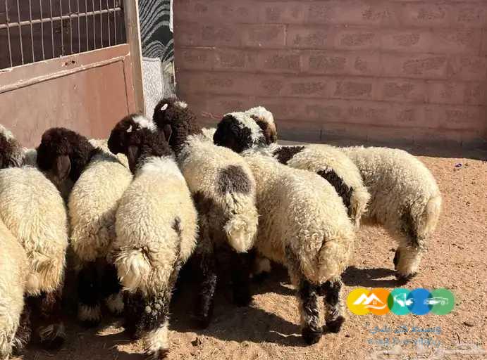 بهم نعيم طيب // تم البيع