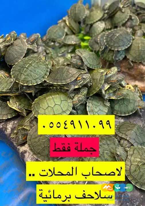 سلاحف برمائية – جملة لاصحاب المحلات