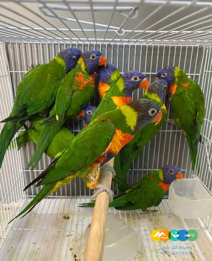 ازوج لوري – جاهزة للانتاج ومحلله