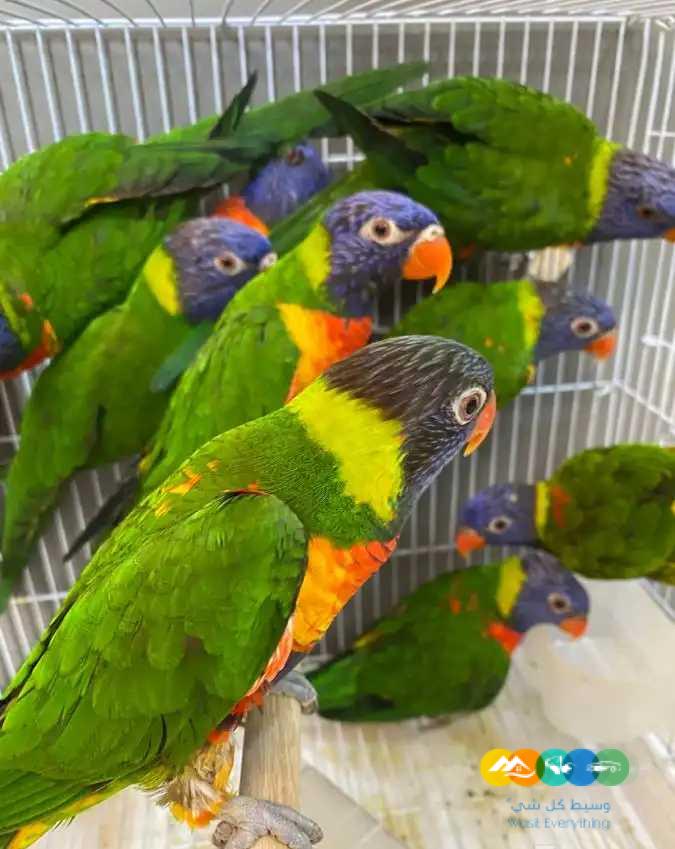 ازوج لوري – جاهزة للانتاج ومحلله