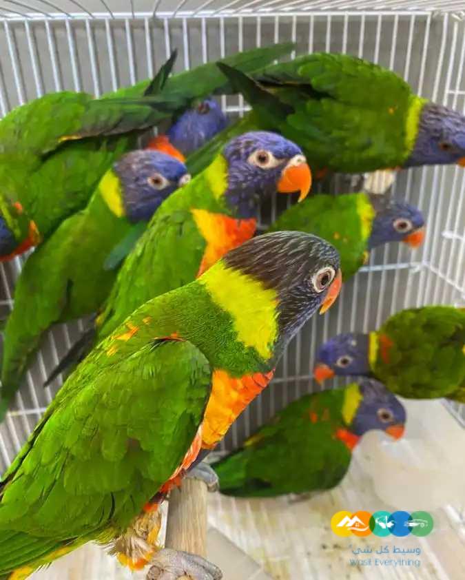 ازوج لوري – جاهزة للانتاج ومحلله