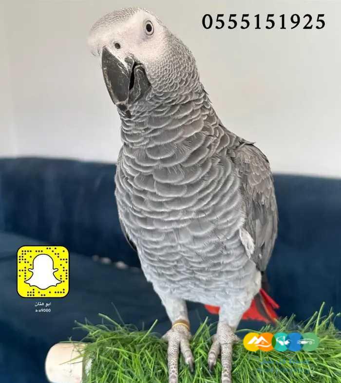 فروخ كاسكو ( تابي- تمارا )
