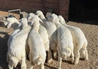 ab8d1f63-45c5-4484-a8fb-ea0a0fa1d317