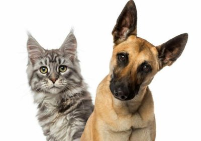 close-up-belgian-shepherd-dog-cat-670×420-1