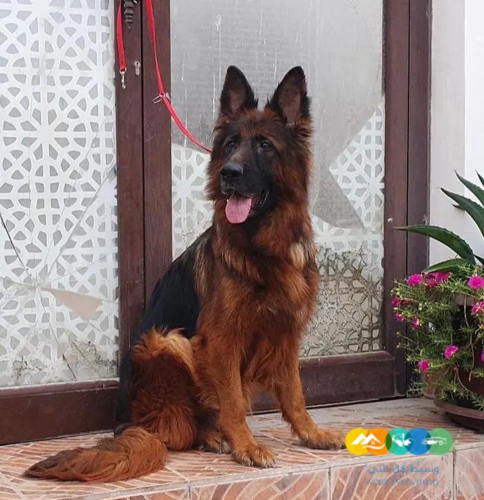 جيرمن شيبرد ذكر ونثيتين للانتاج مستويات قوية