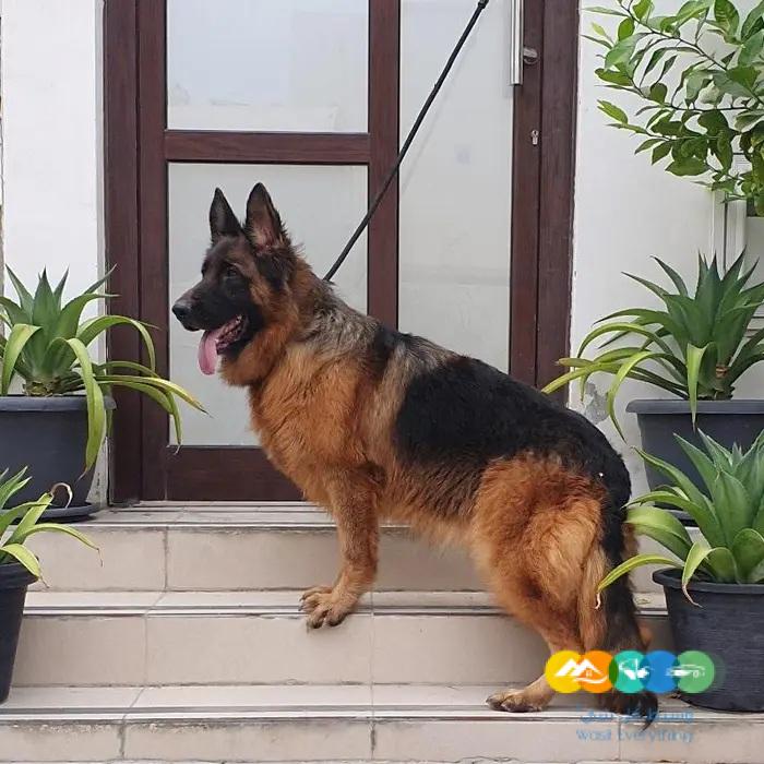 جيرمن شيبرد ذكر ونثيتين للانتاج مستويات قوية