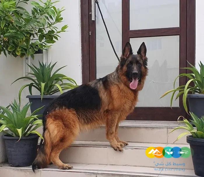 جيرمن شيبرد ذكر ونثيتين للانتاج مستويات قوية