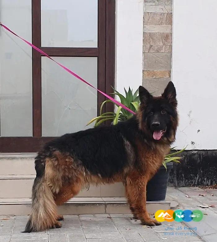 جيرمن شيبرد ذكر ونثيتين للانتاج مستويات قوية