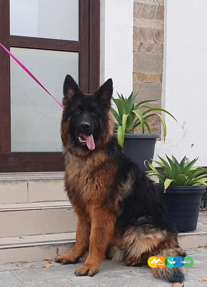 جيرمن شيبرد ذكر ونثيتين للانتاج مستويات قوية