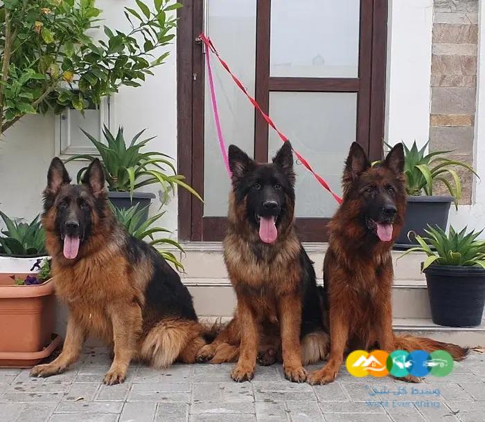 جيرمن شيبرد ذكر ونثيتين للانتاج مستويات قوية