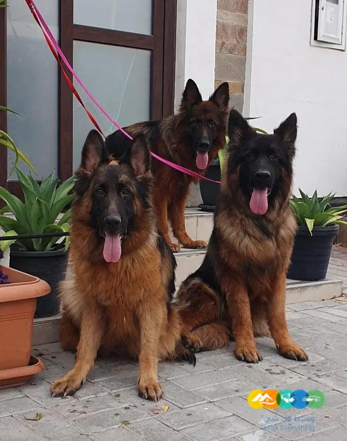 جيرمن شيبرد ذكر ونثيتين للانتاج مستويات قوية