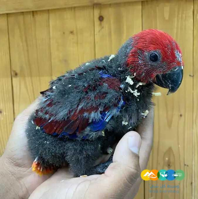 فروخ اكلكتوس فوز ميري / تم البيع