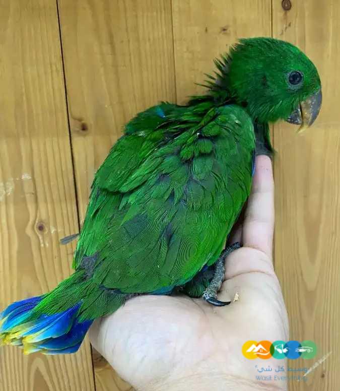 فروخ اكلكتوس فوز ميري 2800 ريال