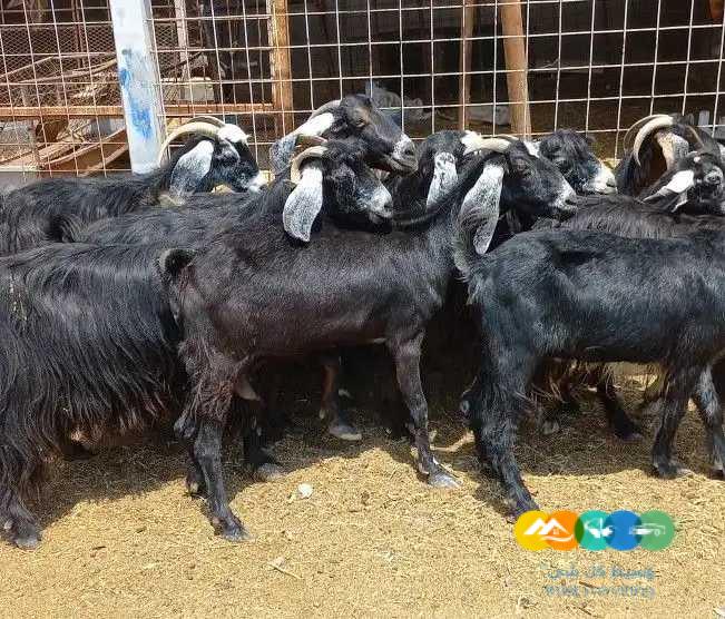 معزا عوارض منايح العدد 12 للقناي دفيع