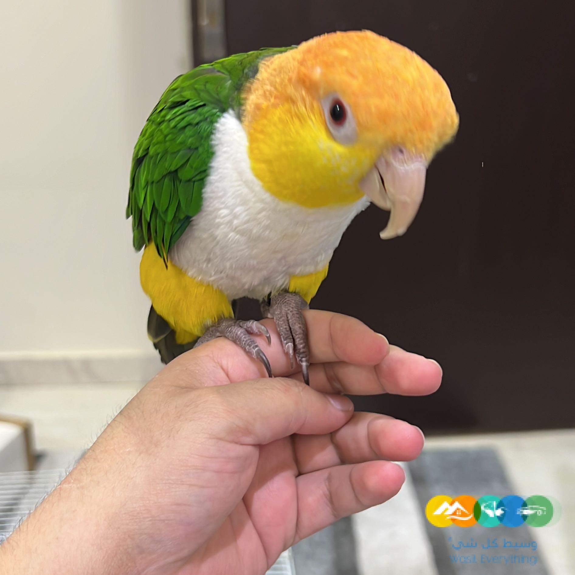 ببغاء كايك وايت بيلي اليف ولعوب للبيع