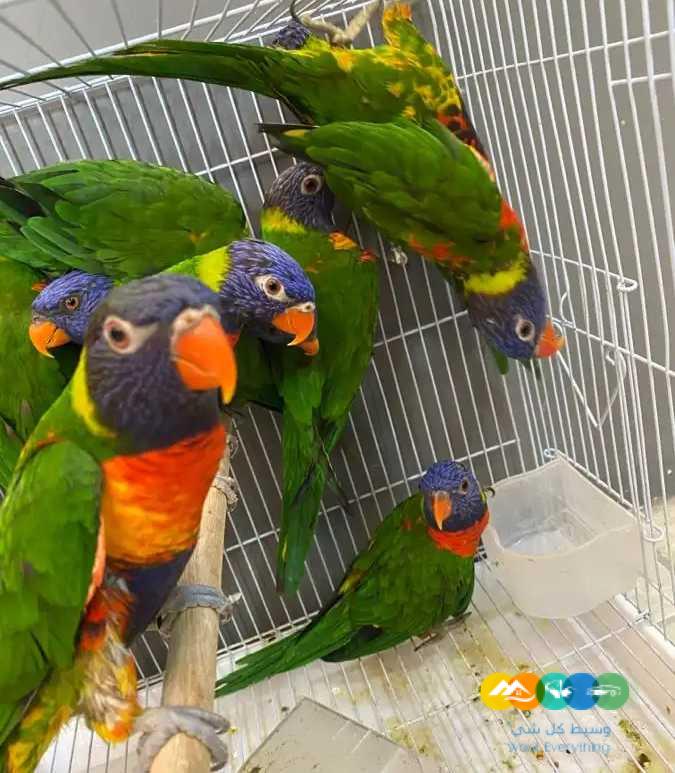 ازوج لوري – جاهزة للانتاج ومحلله