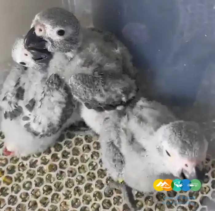 فروخ كاسكو غر