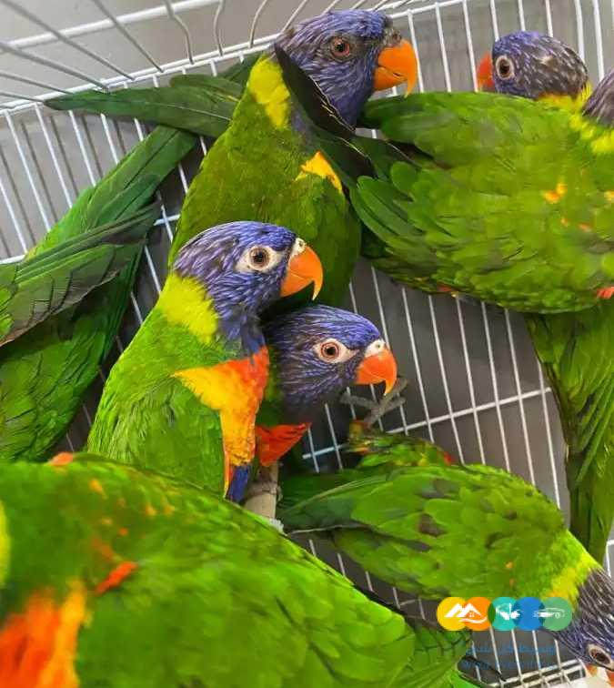 ازوج لوري – جاهزة للانتاج ومحلله