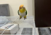 ببغاء كايك وايت بيلي اليف ولعوب للبيع