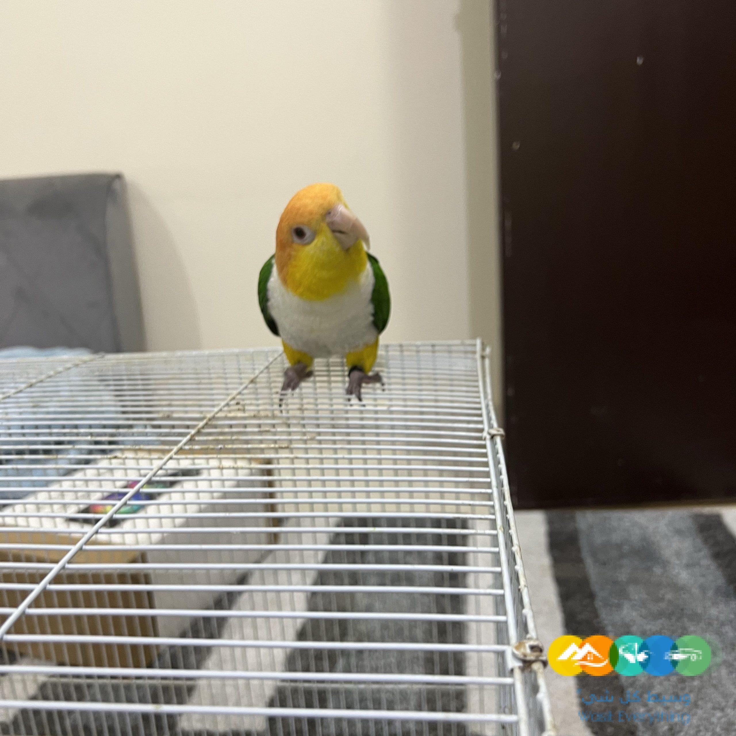 ببغاء كايك وايت بيلي اليف ولعوب للبيع