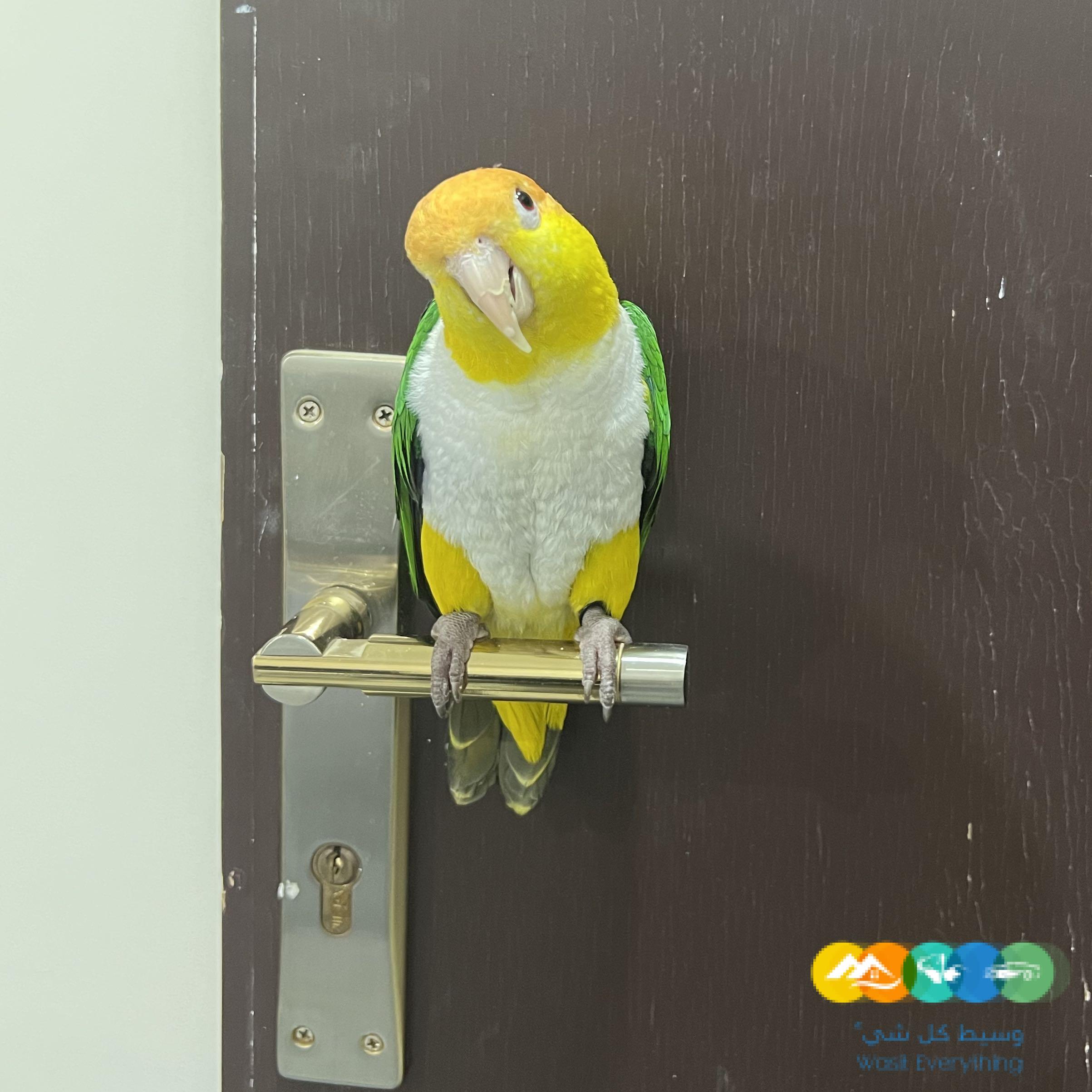 ببغاء كايك وايت بيلي اليف ولعوب للبيع