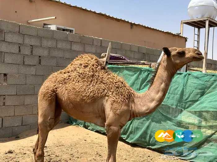 بكره طيبه شحم