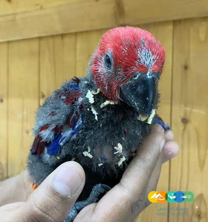 فروخ اكلكتوس فوز ميري / تم البيع