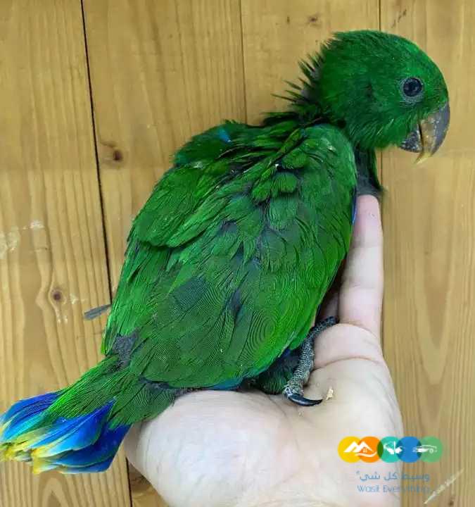 فروخ اكلكتوس فوز ميري / تم البيع