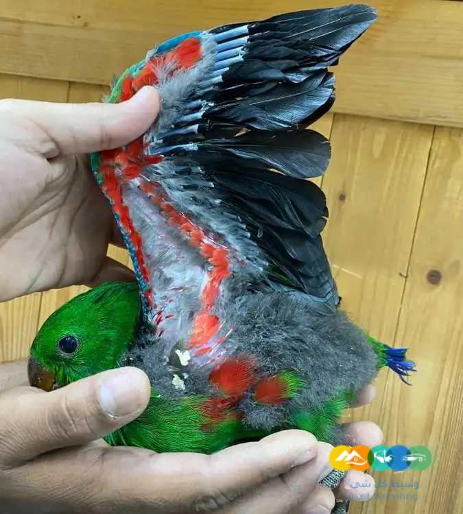 فروخ اكلكتوس فوز ميري / تم البيع