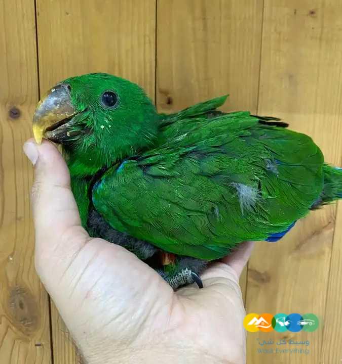 فروخ اكلكتوس فوز ميري / تم البيع