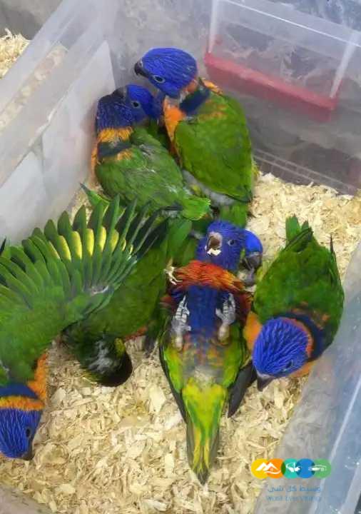 فروخ لوري – متوفر اقساط