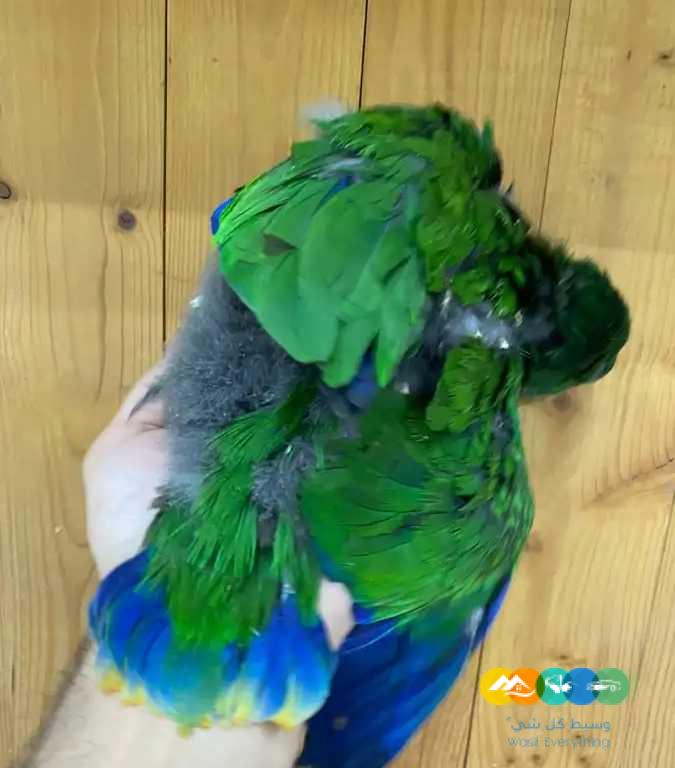 فروخ اكلكتوس فوز ميري 2800 ريال