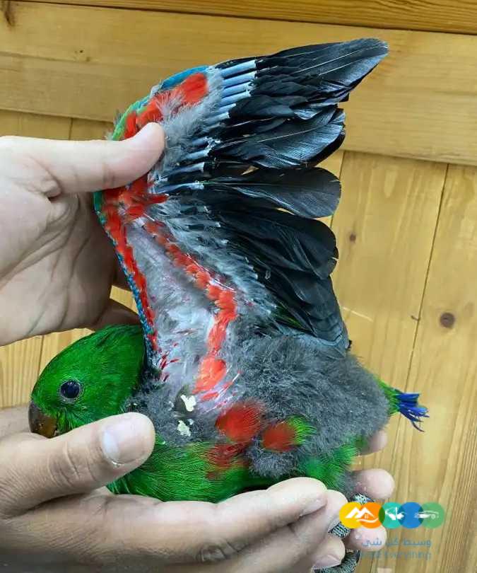 فروخ اكلكتوس فوز ميري 2800 ريال