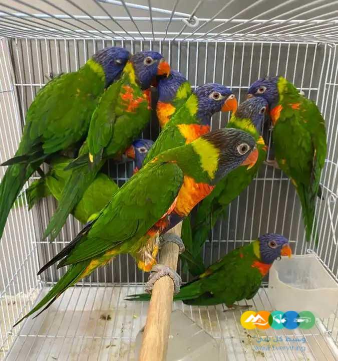 ازوج لوري – جاهزة للانتاج ومحلله