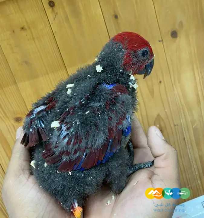 فروخ اكلكتوس فوز ميري / تم البيع