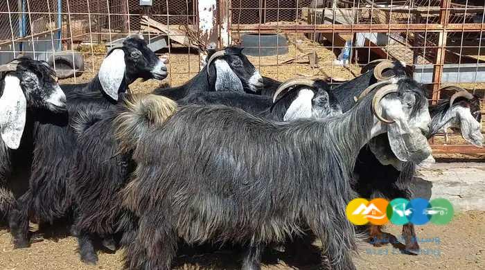 معزا عوارض منايح دفيع / تم البيع