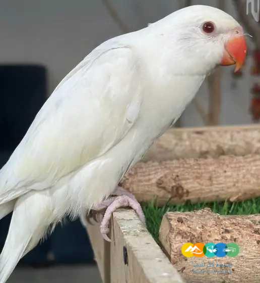 درة البينو و لاتينو و ازرق