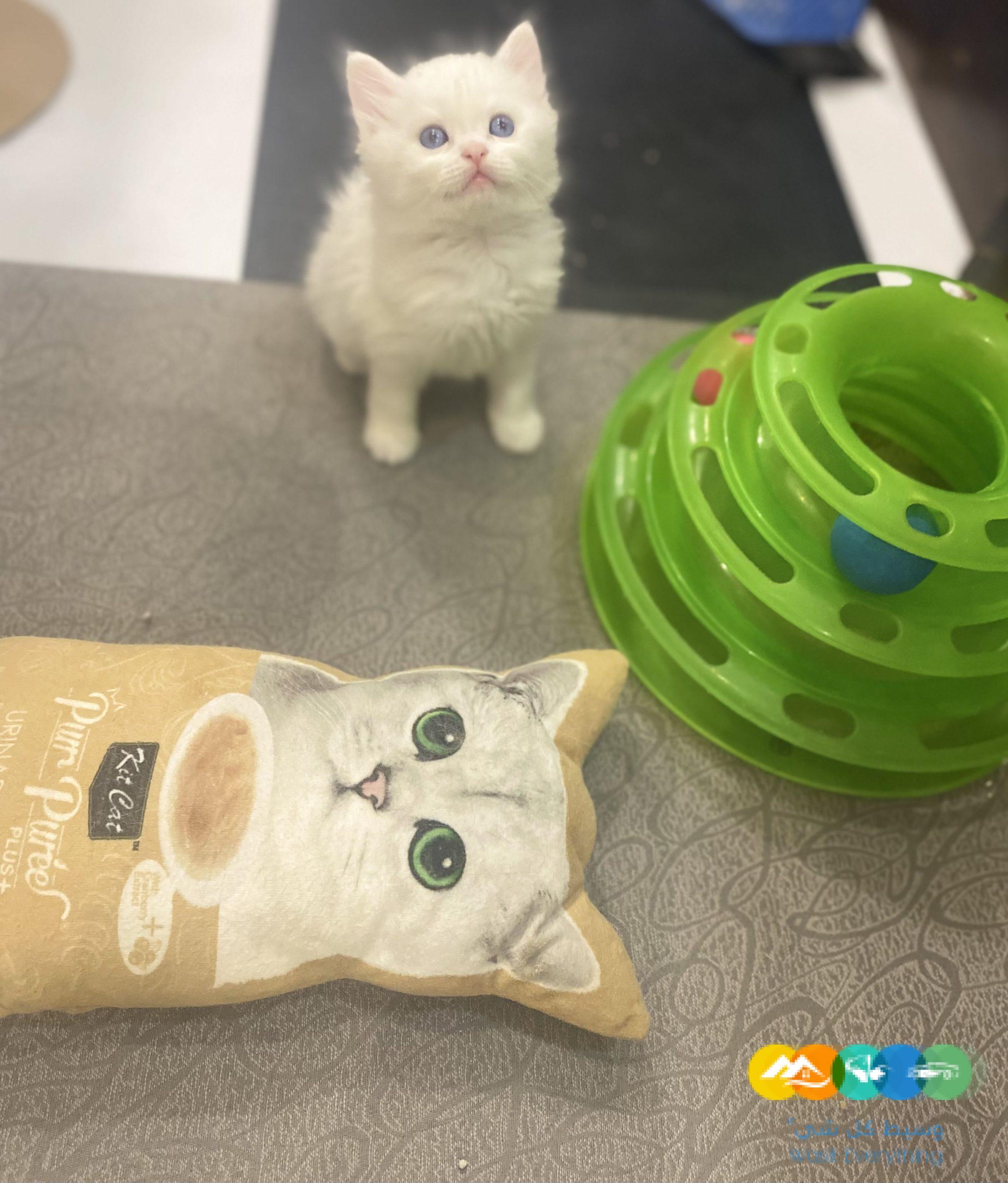 قطط شيرازى مون فيس للبيع