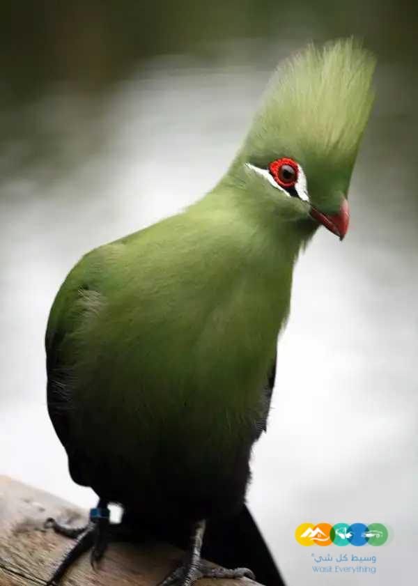 توراكو و فنشات و طيور الجنة – جملة و فرادي