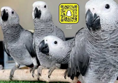 1d0c0dc9-0c0b-4a68-ad6b-72ae6057e55a