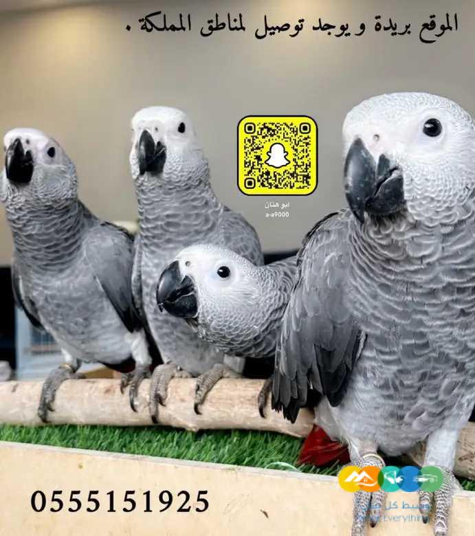 للبيع فروخ كاسكو كاش واقساط