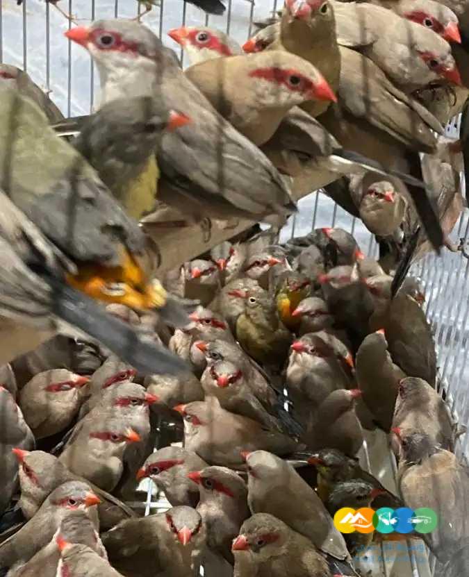 توراكو و فنشات و طيور الجنة – جملة و فرادي