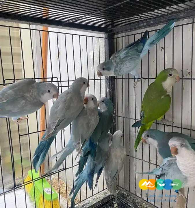 اجوز كويكر منتجة